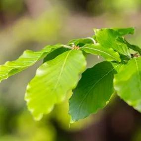 Beech Green (Fagus sylvatica) leaves Image 2